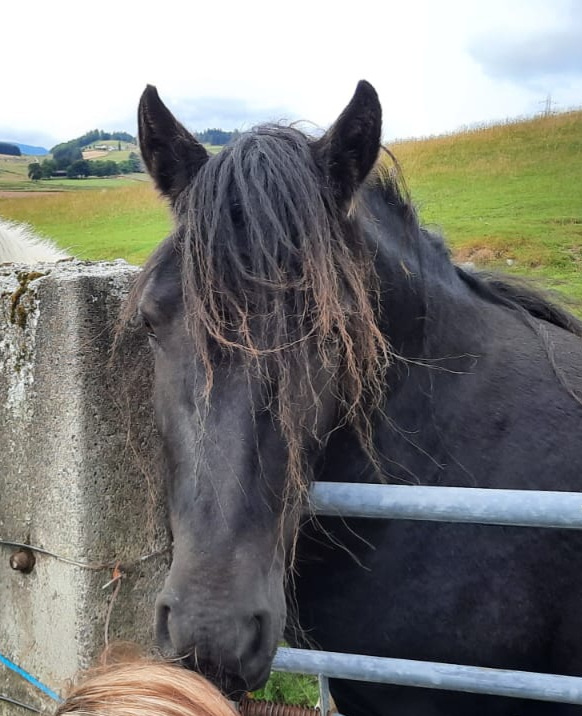 The Fell Pony Society * Sales List